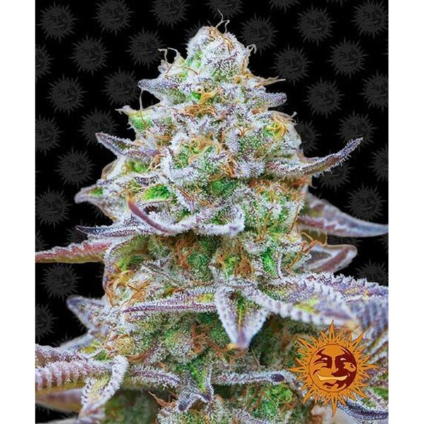 CBD Theke-barneys-farm-gorilla-zkittlez-feminisiert-10stk